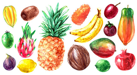 Hand drawn watercolor fruit illustration set. Pineapple, coconut, mango, lime, banana, papaya, fig, feijoa