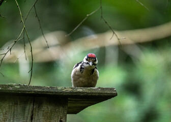 A spotted woodpecker explores the trees while hunting on a sunny summer day