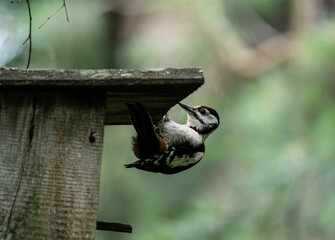 A spotted woodpecker explores the trees while hunting on a sunny summer day