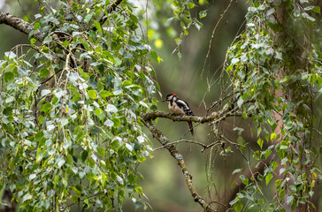 A spotted woodpecker explores the trees while hunting on a sunny summer day