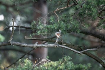 Common Shrike sits in plain view and rests on a sunny summer day