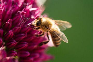 Honey Bee on flower Close up of a large striped bee collecting pollen on a garlic flower on a Sunny bright day.