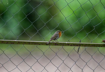 male robins sort things out on the fence on a sunny summer day