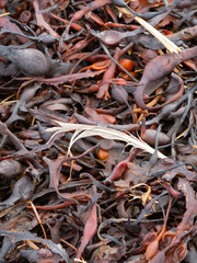 A white feather in the middle of dried reddish-brown seaweed.