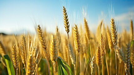 Fototapeta premium A field of golden wheat