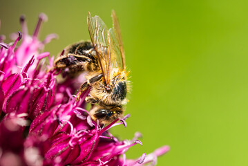 Honey Bee on flower Close up of a large striped bee collecting pollen on a garlic flower on a Sunny bright day.