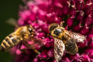 Honey Bee on flower Close up of a large striped bee collecting pollen on a garlic flower on a Sunny bright day.