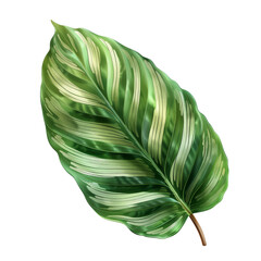 High-quality image of a green leaf with intricate patterns, suitable for design projects and nature-themed visuals.