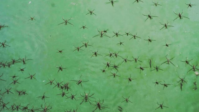 Water striders on green water