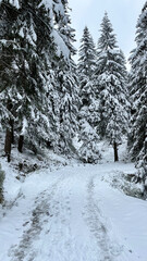 Pine trees in a winter mountain forest covered with snow, landscape