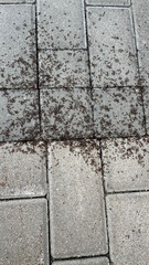 Large colony of ants on paving slabs