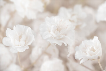 Three beautiful gypsophila white flowers with natural blur background macro