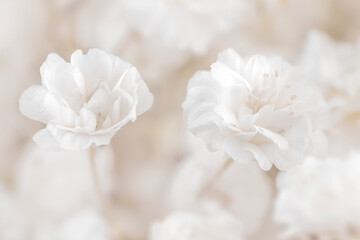 beautiful gypsophila white flowers with natural blur background macro