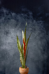 Espada de São Jorge 