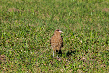 bird of prey on the green grass in the meadow 