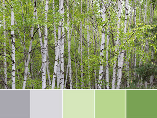 Color palette swatches of green leaves on white birch (Betula) trees in the forest. Light pastel trendy combination of greys and fresh greenery gamma. Colorful inspiration from natural woods beauty.