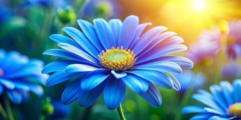Obraz premium Blue Daisy Blossom in the Sunlight