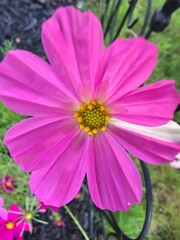 pink cosmos flower