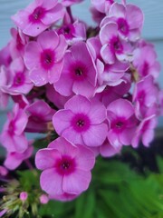 close up of pink flowers