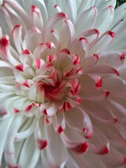 dahlia flower
