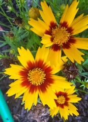 yellow flowers in the garden