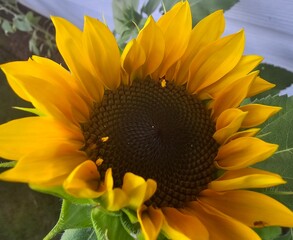 Sunflower up close