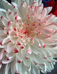 Chrysanthemum flower