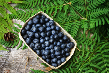 Blueberries in a wicker bowl on a wooden table surrounded by green ferns