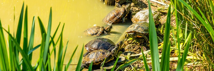 Group of red-eared slider turtles in a pond of the Marais aux Oiseaux park in Dolus-d'Oléron,...
