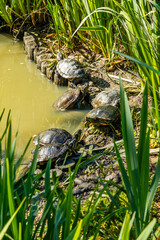 Group of red-eared slider turtles in a pond of the Marais aux Oiseaux park in Dolus-d'Oléron, France