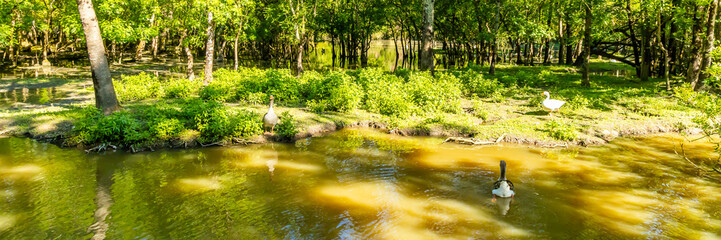 Greylag and white geese in Le Marais aux Oiseaux bird park