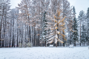 The beginning of winter in the park