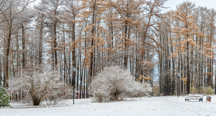 The beginning of winter in the park