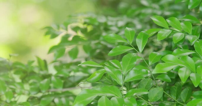 close up of a green plant
