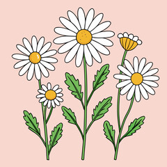 set of blooming chamomile flowers on stems daisy