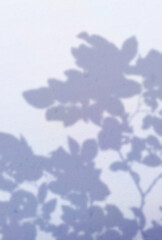 Fototapeta premium 背景イラスト_木漏れ日