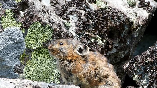 Wild pika at Lake Shikaribetsu, Hokkaido