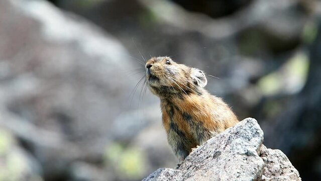 Wild pika at Lake Shikaribetsu, Hokkaido