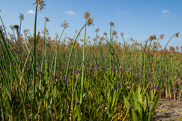 A dense growth of soft-stem bulrush and pickerel weeds thrives in the wetlands at Cockroach Bay...