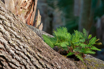 The delicate green fronds of resurrection fern, Pleopeltis polypodioides, growing in the knot of an fallen oak tree trunk. © Donna Bollenbach