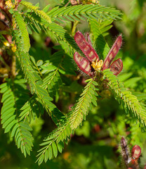 Sensitive partridge pea, Chamaecrista nictitans, leaves, flower, and pea pods. Also called wild...