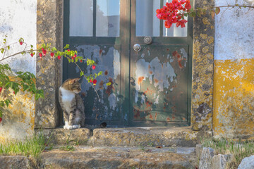 Gato a porta de casa.