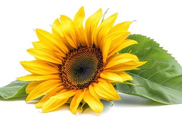 Obraz premium Vibrant Sunflower with Lush Green Leaves