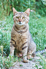 A beautiful fluffy gray cat is sitting on a green lawn in the light of the sunset. A gray stray cat on a background of green grass.
