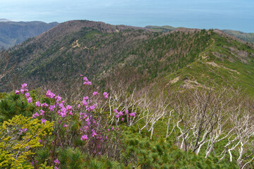 Obraz premium アポイ岳登山 花の百名山 北海道の絶景