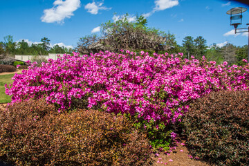 A bush of pink flowers blooms with the promise of hope and renewal, Callaway Gardens, Pine Mountain, Georgia
