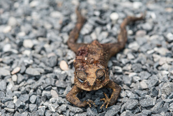 Obraz premium Toad was crushed by a car and dried on the road.