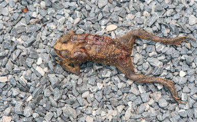 Fototapeta premium Toad was crushed by a car and dried on the road.