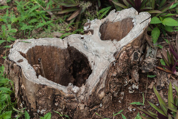 Fototapeta premium The surface of the wood that has been cut