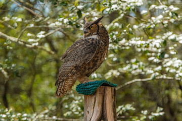 Every bird on a post holds a secret, a story of freedom and of quiet contemplation, Callaway Gardens, Pine Mountain, Georgia, United States of America
